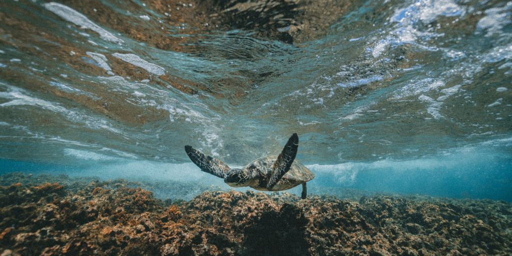 Mountain Biking, Volcano Hiking & Snorkeling Adventures on the Big Island of Hawai'i